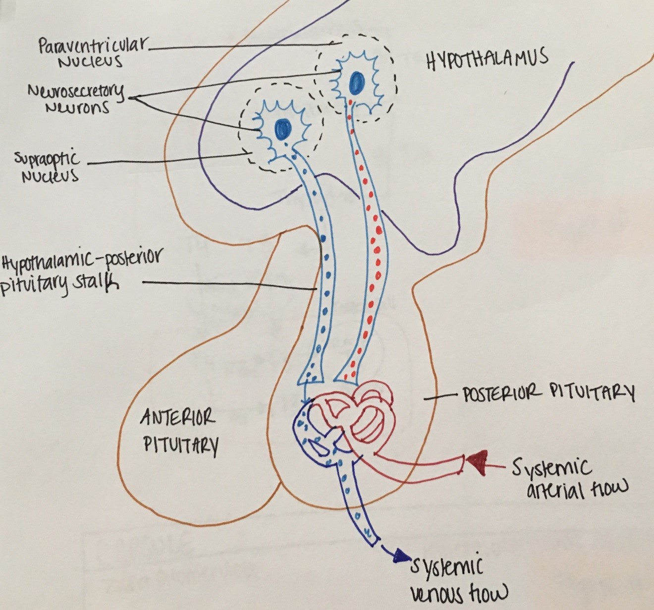 Figure 5: physiology of the hypothalamus